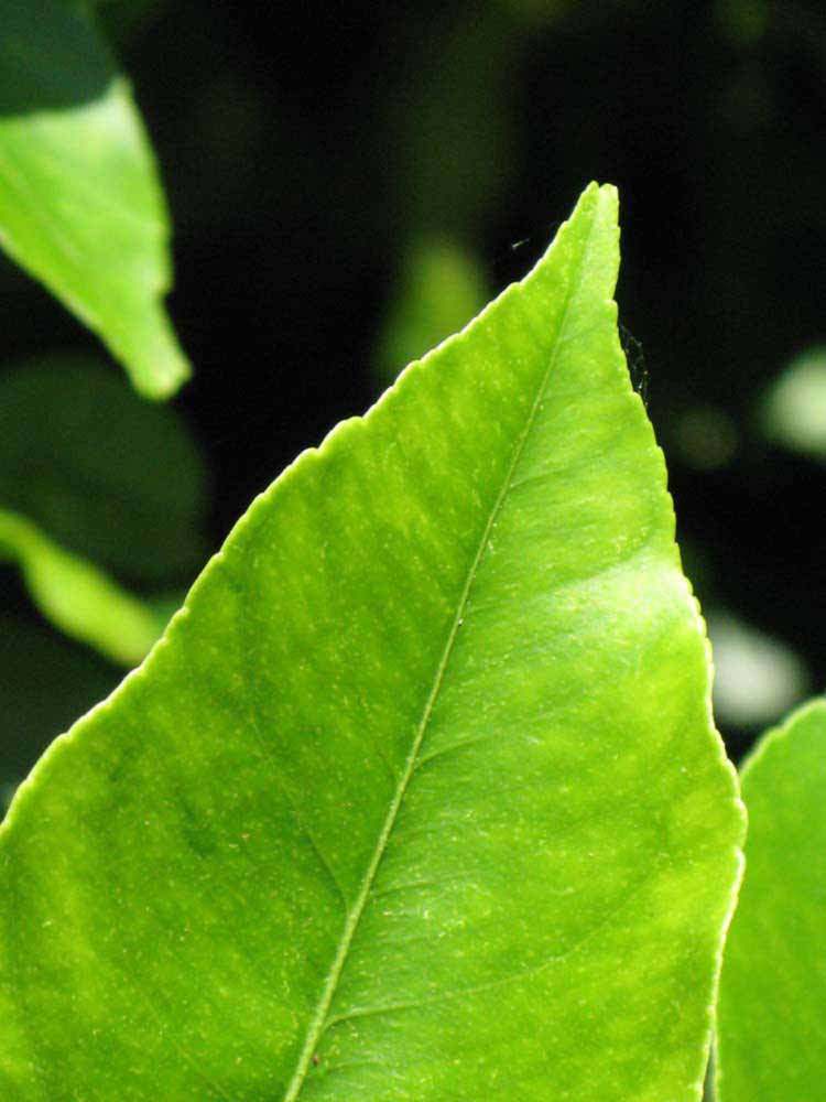              Margin (Riverside, CA)       